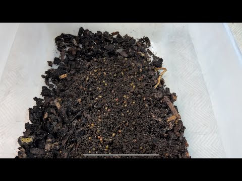 How to Start a Cocoon Bin