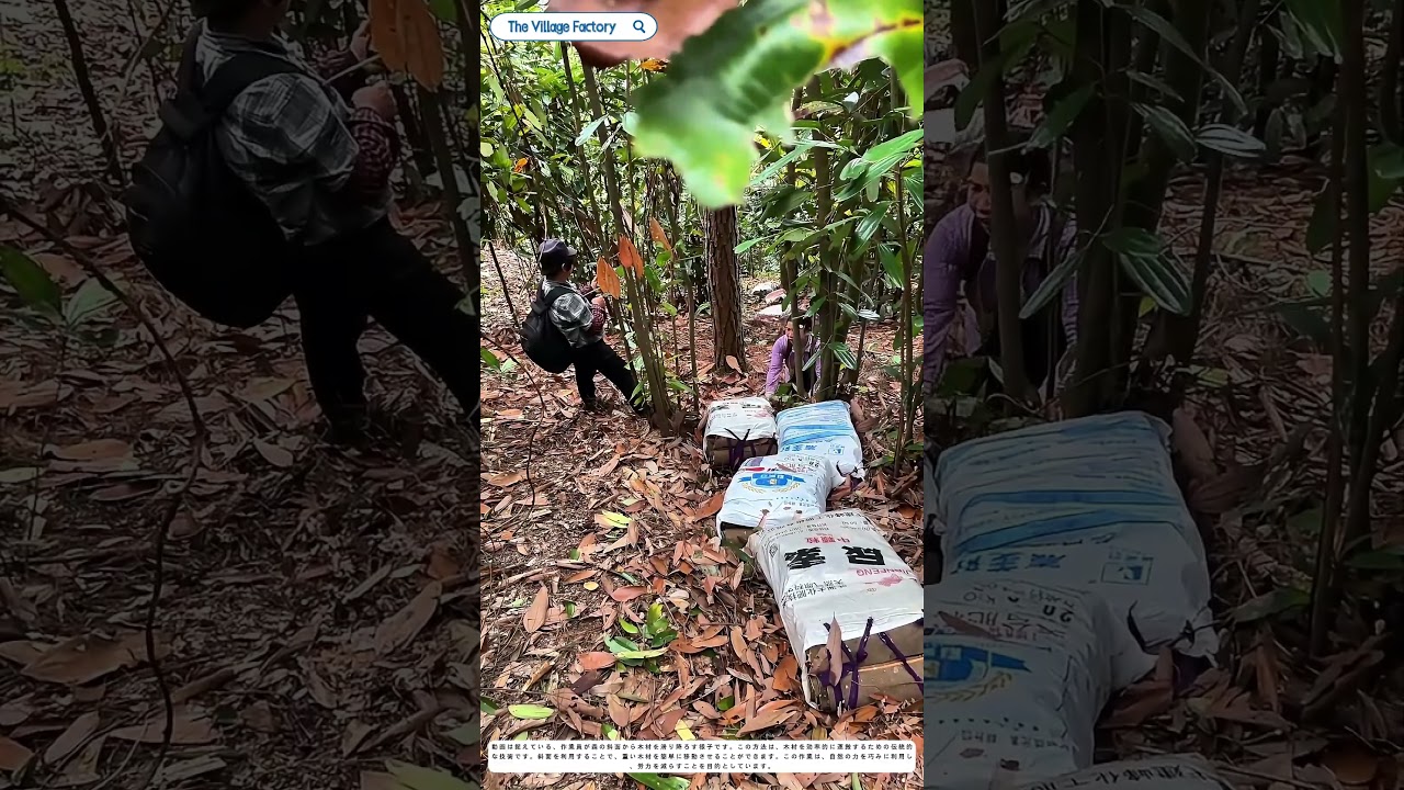 森の斜面から木材を滑り降ろす：伝統的な輸送方法の知恵