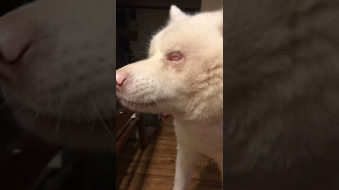 【イヤホン推奨】むかーし撮ってた愛犬の動画が出てきました。大好きなりんごを食べるめっちゃんです。 #dog #老犬　#shorts