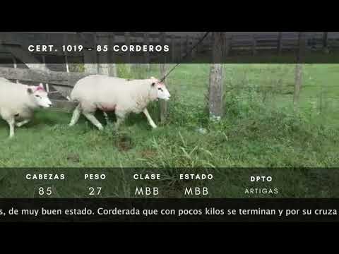 Lote 85 Corderos Texel x Corriedale 27kg -  en A 35km del 108 de ruta 30.