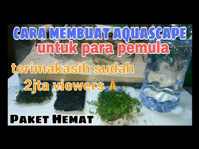Cara Membuat Aquascape Untuk Pemula Yang Gampang Mudah Dan Murah