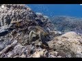 Explore the ocean with Google Maps - YouTube