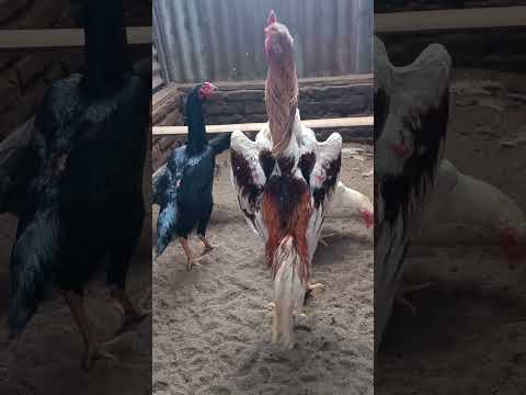 CHICKEN SHAMO #ternakayam #SHAMO#ayamhias #gallos #galo #rooster #roosters #fyp #aseel #aseelmurga