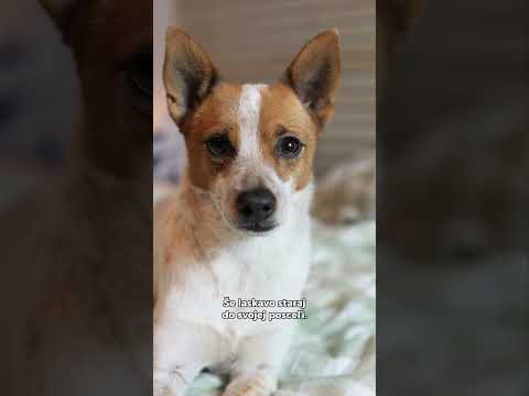 Patrí či nepatrí? Pes do postele? #pampi #pes #postel #spánok