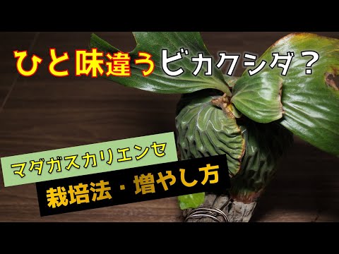 Ericabatrachus balensisについて詳しく解説