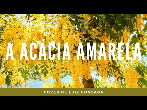 Acácia Amarela video