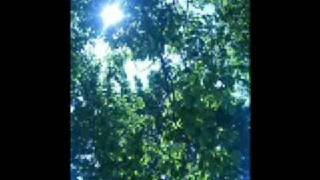 Windsor for the derby. The melody of a fallen tree. TRADUCIDA