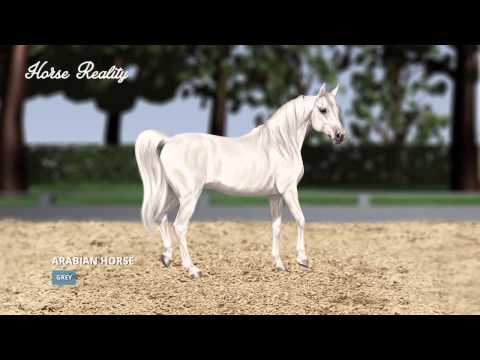 Colour Genetics - Horse Reality