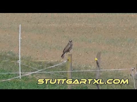 Hirschlanden / Ditzingen: Mäusebussarde bei Hirschlanden / Ditzingen im Kreis Ludwigsburg