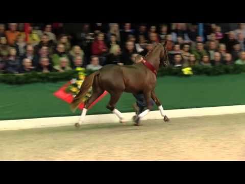 Dressurleistungszentrum Lodbergen 2015 Dominy