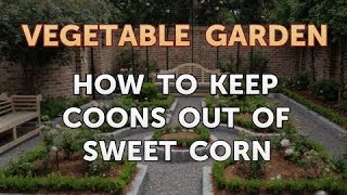 How to Keep Coons Out of Sweet Corn