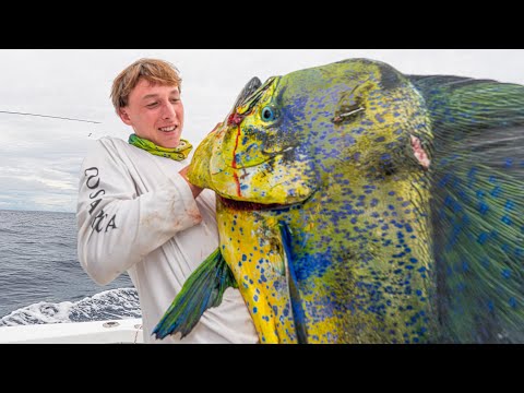 Fishing for GIANTS in Panama - 500lb Marlin, Mahi & Tuna
