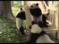 Pandas' Playground 1 