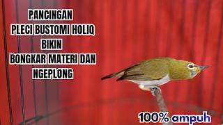 Download lagu PLECI BUXSTONI GACOR Nembak Panjang PIKAT || cocok Bikin MERANGSANG BURUNG Langsung BONGKAR !! . mp3 Download lagu PLECI BUXSTONI GACOR Nembak Panjang PIKAT || cocok Bikin MERANGSANG BURUNG Langsung BONGKAR !! . mp3