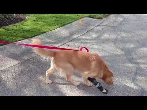 download lagu mp3 mp4 Golden Retriever Rescue Michigan, download lagu Golden Retriever Rescue Michigan gratis, unduh video klip Golden Retriever Rescue Michigan