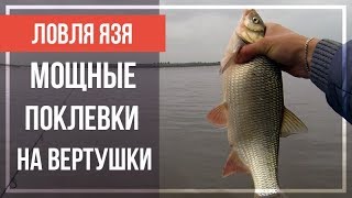 Как ловить язя на вертушку