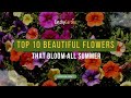 Top 10 Beautiful Flowers That Bloom All Summer