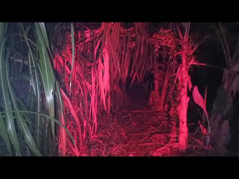 MARGO MAJU MENANTANG TEROWONGAN PHILIP ANGKER.