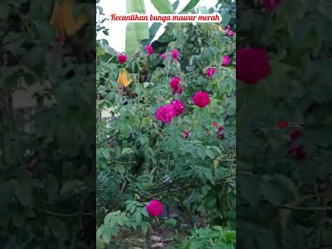 Kecantikan Rosa Centifolia.