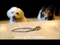 Comedy Titanic Dogs Movie Part 1 Animal Funny Video 2013