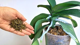 👍🔥 Magisches Ergebnis! Nur eine Handvoll und die Orchidee wird gesunde Wurzeln bilden