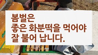 봄벌은 좋은 화분떡을 먹어야 잘 불어납니다.