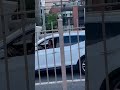 Rat On A Bridge