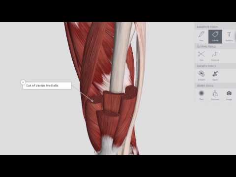 Lower Limb Dissection in 3D with Complete Anatomy