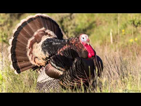Wild Turkey Call