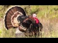 Wild Turkey Call