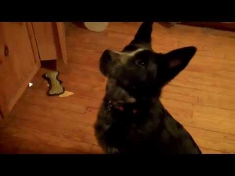 LEO: The Cheerios Eating Dog