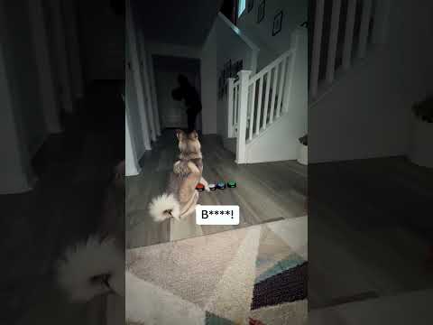 Funny and cute dogs compilation#funnydogs#cute#doglover#doglife#cure#dogshorts#pet#doglife#dogshorts