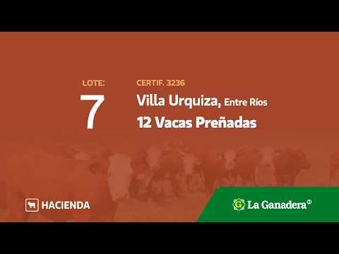 Lote Vacas Preñadas Villa Urquiza