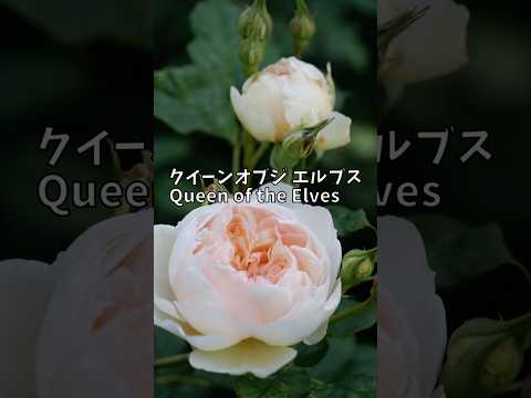 房状のバラ、多輪のバラ 植物