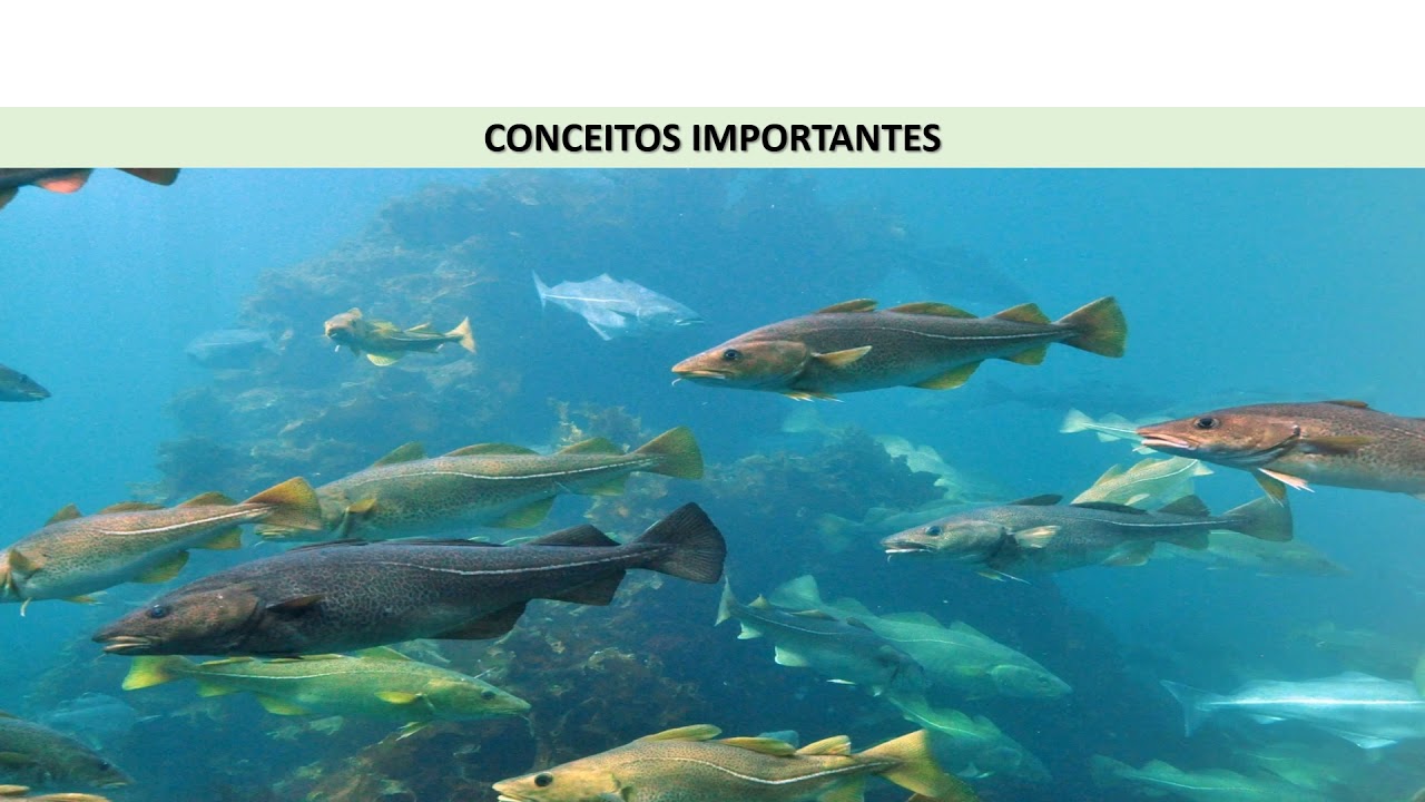 Limnologia na piscicultura