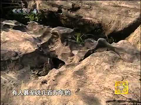 走遍中国 复活的古沉木