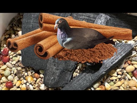 🔝🔝One of the most important secrets for success!! The Janssen brothers 3 parts🔝