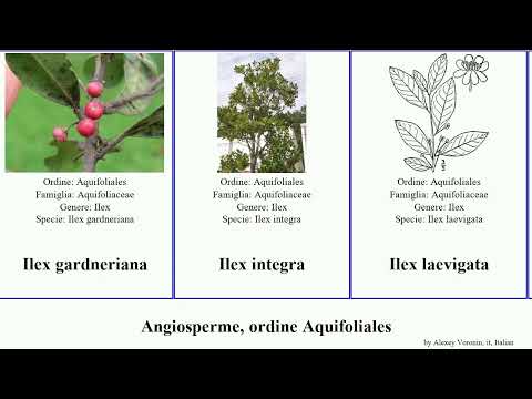 Angiosperme, ordine Aquifoliales ilex montana integra angiosperms latifolia serrata verticillata