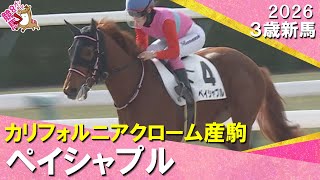 年女・永島まなみ騎手が2026年初勝利「伸びしろはあると思います」ペイシャプルが５馬身差で圧勝！2026年1月4日(日)３歳新馬　京都ダート1800m　実況：石田一洋【カンテレ公式】