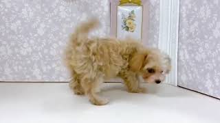 ハーフ犬の動画01