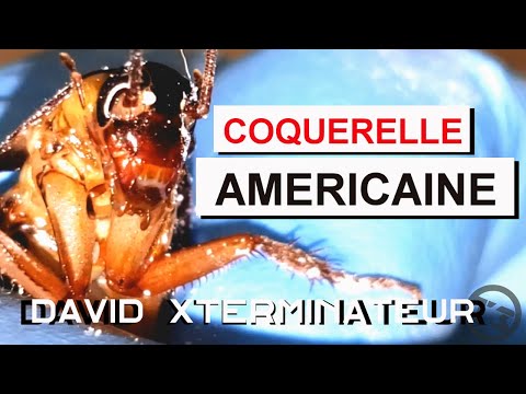 T3 CIRCLE EXTERMINATION video.