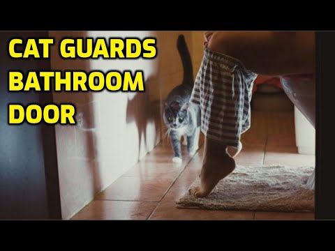 Why Do Cats Follow You To The Bathroom?