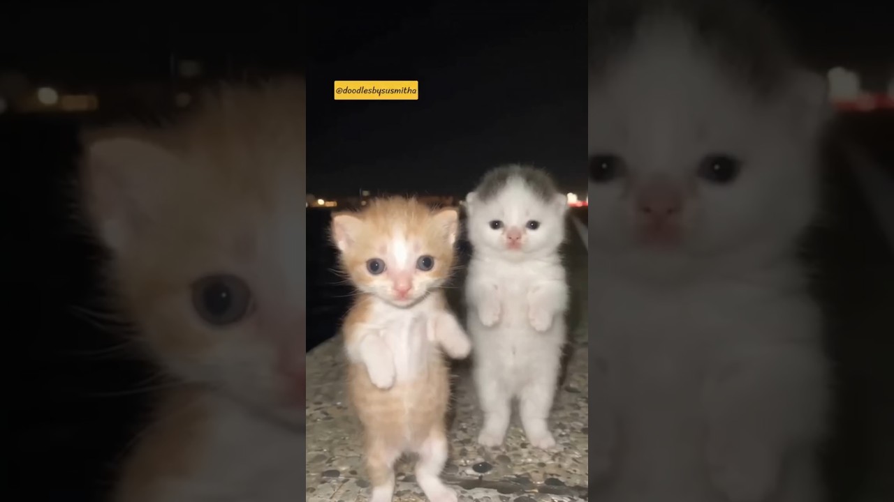 Viral kitten 😸 ♥️ #viraldance#trending #reels #catdance#funnycats #catdub #kittens#shorts #cute