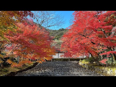 京都の紅葉2023 ライブ配信 二尊院