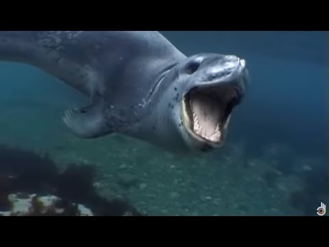 Leopard Seals, Lords of the Ice | Documentary
