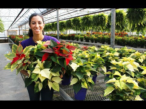 Poinsettia Care - Tips & Tricks