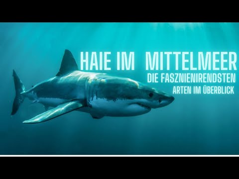 Haie im Mittelmeer welche gibt es (Doku)