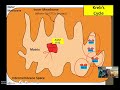 Oxidation of Pyruvate and the Citric Acid Cycle