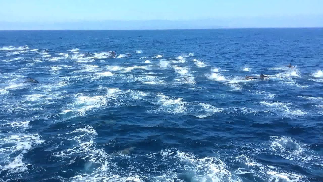 DOLPHINS 2000 PLUS! DOLPHIN SHOW LONG BEACH! REAR DOLPHINS MIGRATING