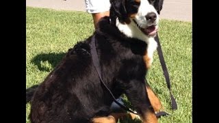 Amazing Dog Training - Stop Pulling on the Leash - Bernese Mountain Dog
